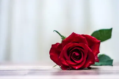 Nemzetközi nőnap: a március 8. eredete és szokásai